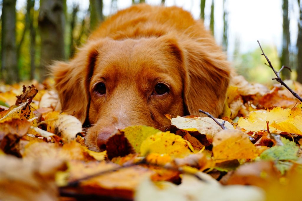 Собаководам Петербурга рассказали об опасности осенних листьев для питомца
