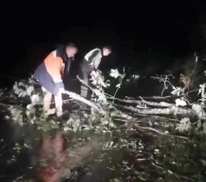 За сутки в Ленобласти упало 600 деревьев, в Петербурге 163