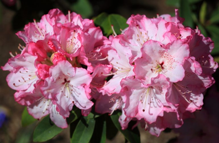 Ядовитые растения, которые надо убрать с подоконника, чтобы не отравились дети