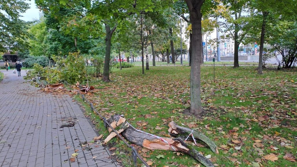 В Александровском парке упало дерево, его заботливо обернули лентой