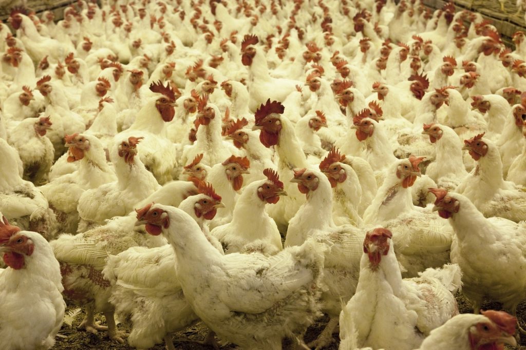 В ФАС сообщили о снижении оптовых цен на мясо кур