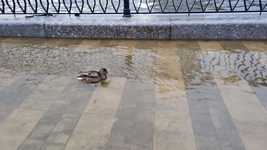 Вода затопила Новосмоленскую набережную и стал прибежищем для уток