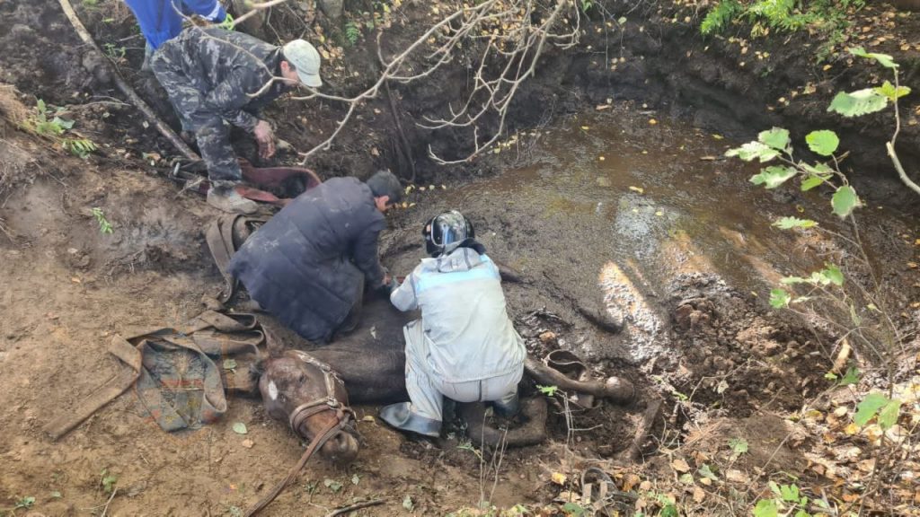 Спасатели вытащили сбежавшую лошадь из канавы в Ленобласти