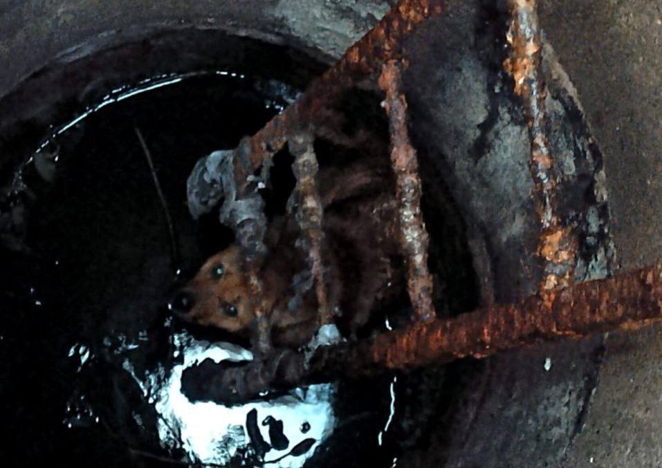 Спасатели вызволили пса из канализационного люка под Псковом