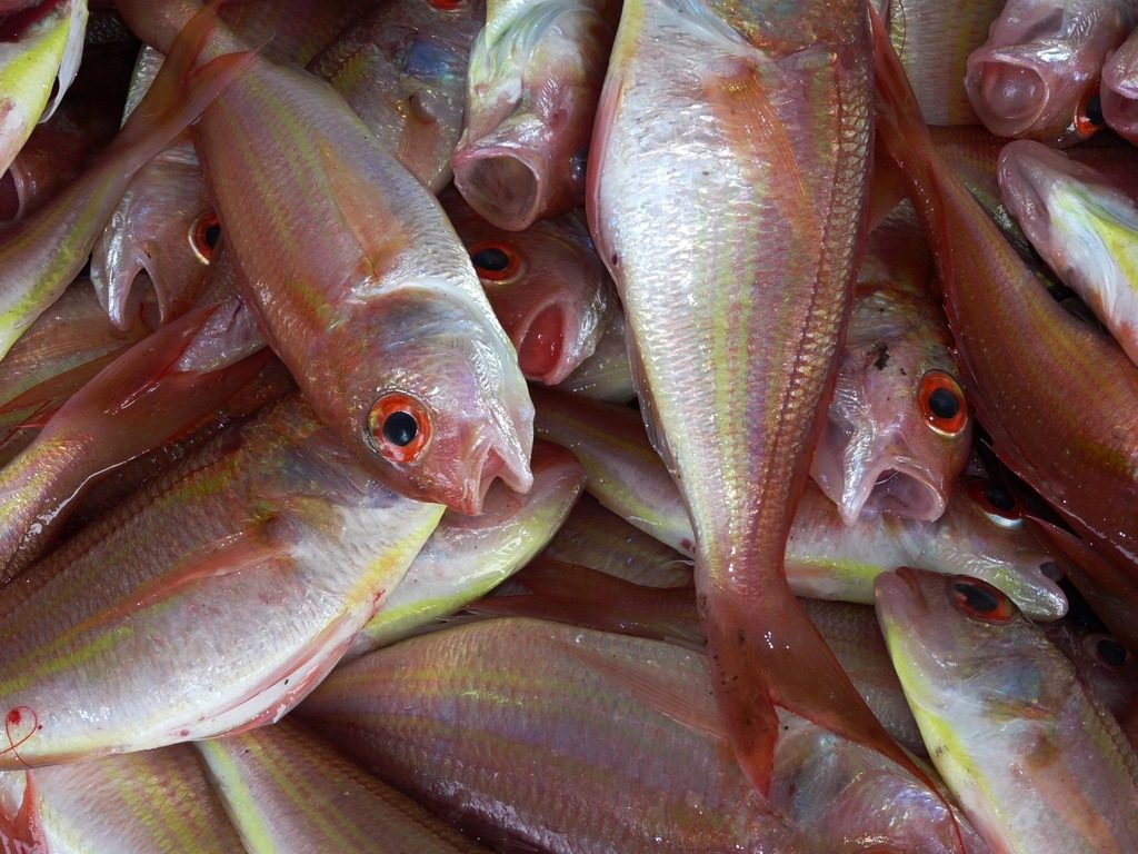Россельхознадзор ограничит поставки рыбы и морепродуктов из Японии