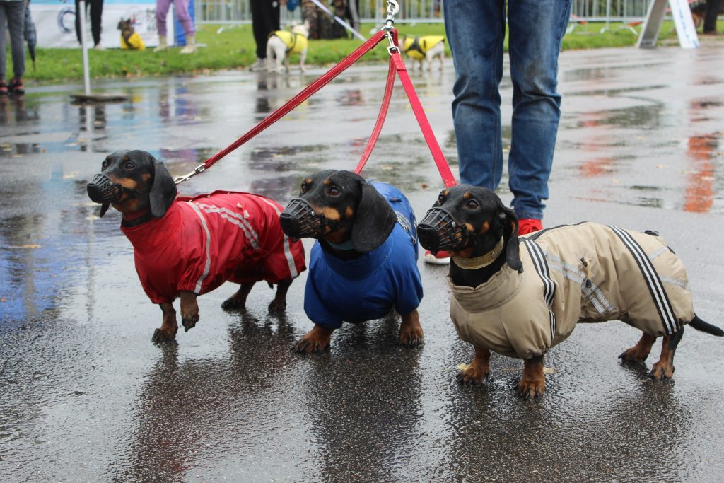 Собаки выгуляли и заставили побегать хозяев в Полюстровском парке