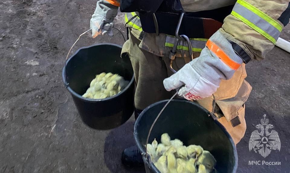 В Калининграде пожарные вынесли из огня цыплят в ведрах
