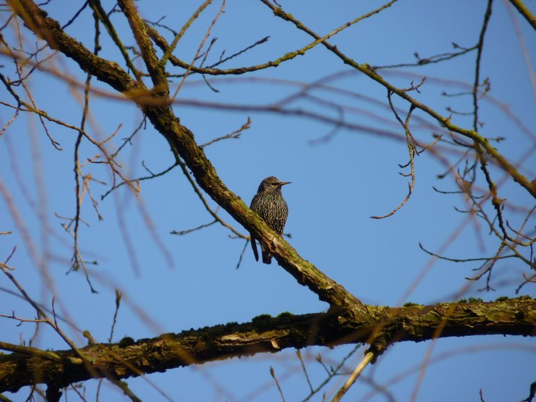 Народные приметы на май: цветение черемухи и одуванчиков, пение птиц
