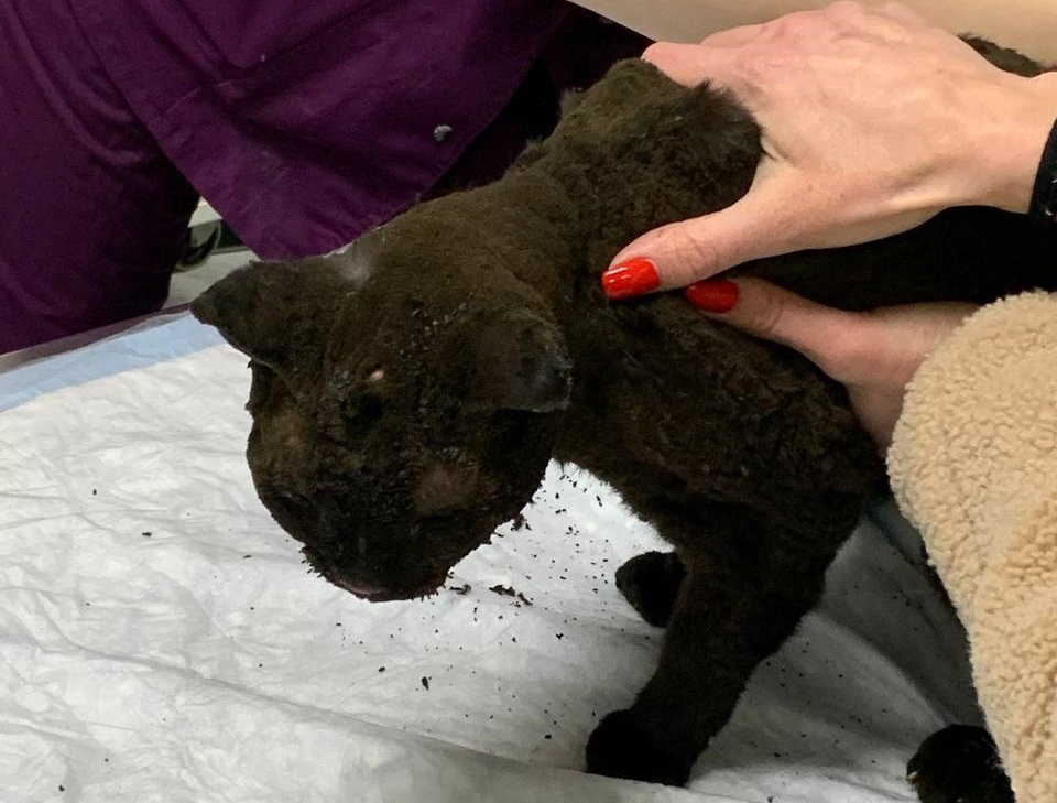 В Мурино спасатели достали кошку из-под завалов спустя два дня после пожара