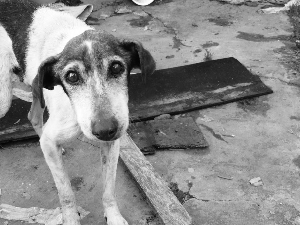 В Забайкалье следом за Бурятией хотят принять закон об эвтаназии бездомных собак
