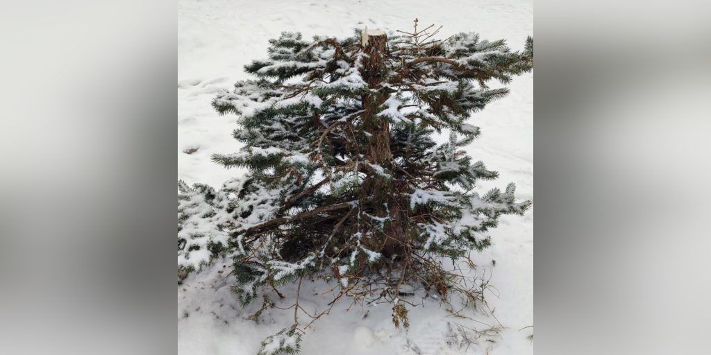 На Доблести под Новый год срубили ель, дерево нашлось в квартире местного жителя