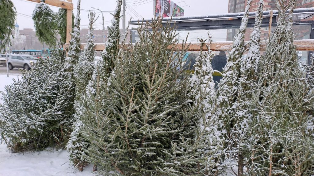Петербуржцы могут сдать свои новогодние елки на утилизацию 