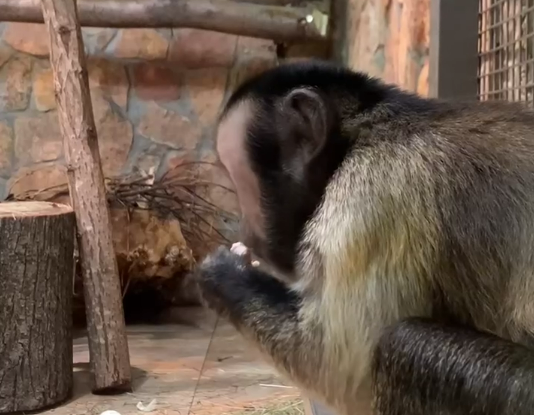 Капуцины из Ленинградского зоопарка спародировали россиян на новогодних каникулах