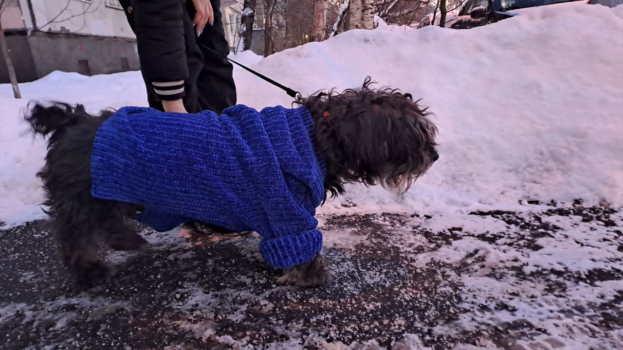 Собака виляет хвостом не потому, что счастлива
