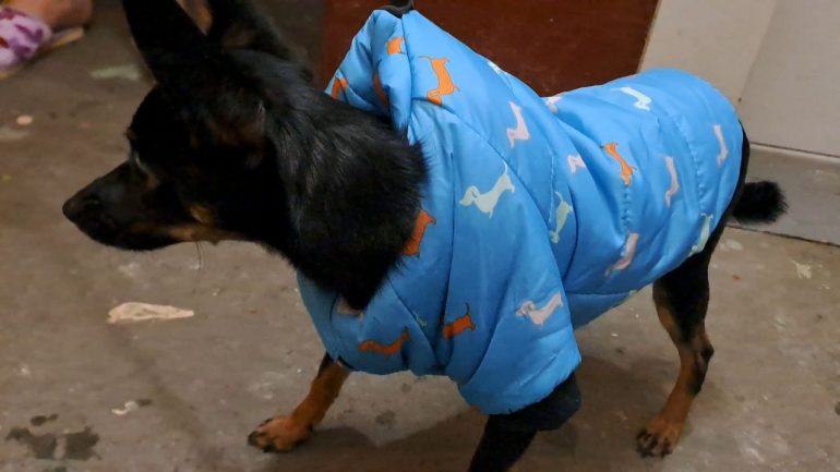 По замороженному Петербургу дефилируют собаки в модных прикидах