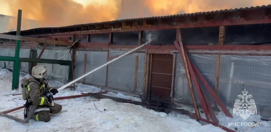 МЧС показало кадры спасения собак из горящего приюта в Южно-Сахалинске