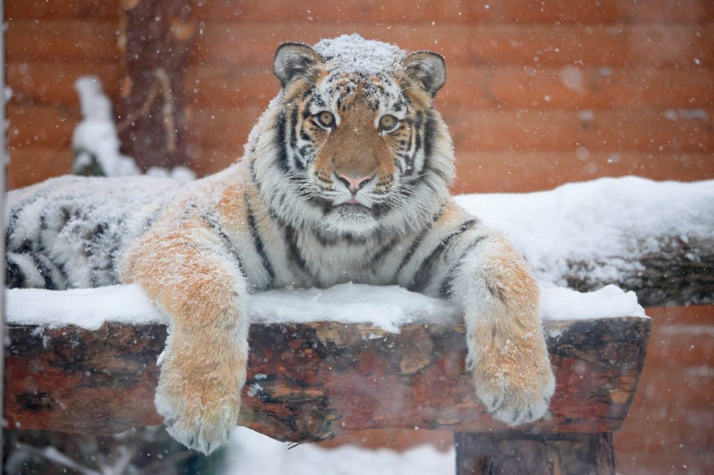 Тигр Зевс из Ленинградского зоопарка спасается от холодов играми 