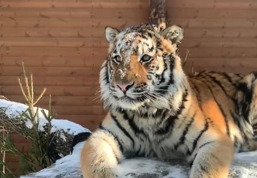 Тигр Зевс из Ленинградского зоопарка нежился под лучами солнца