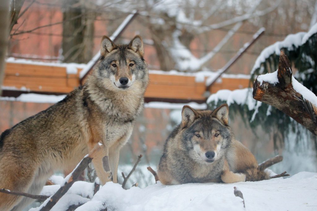 Волки Мрак и Сумрак выбрались на прогулку в Ленинградском зоопарке