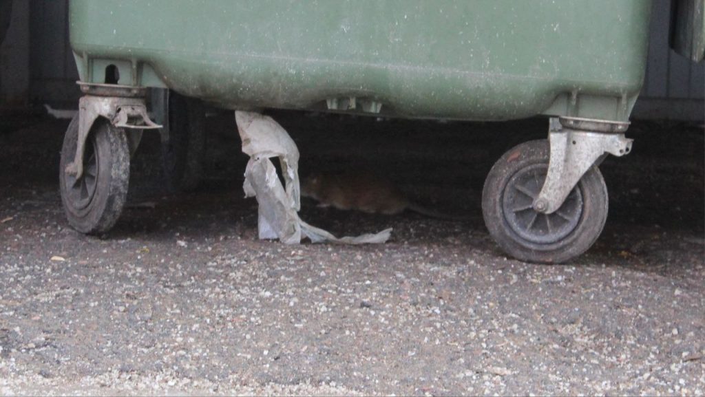 На Чапаева жители боятся выкидывать мусор из-за крыс
