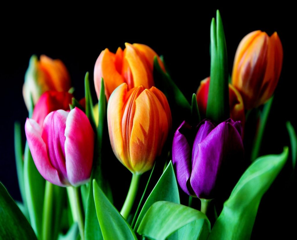 Петрозаводчане могут сэкономить на тюльпанах к 8 марта из-за теплицы