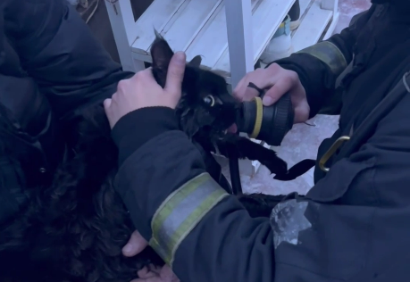 Сотрудник МЧС спас кота после пожара в доме под Тверью