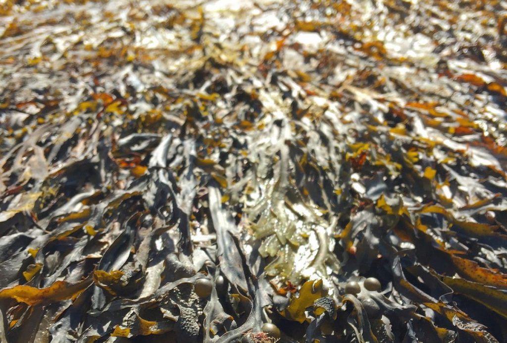 Морские водоросли спасут человечество в ядерную зиму