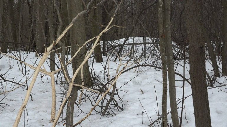 В Ленобласти обнаружена заячья столовая