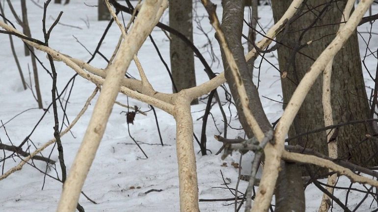 В Ленобласти обнаружена заячья столовая