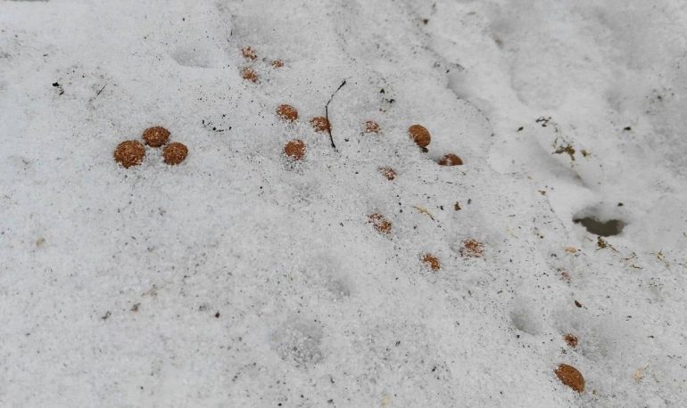 В Ленобласти обнаружена заячья столовая