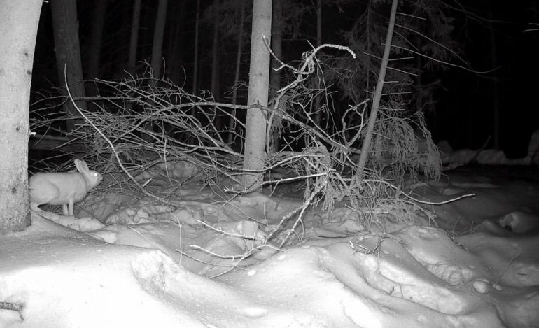 В Ленобласти обнаружена заячья столовая