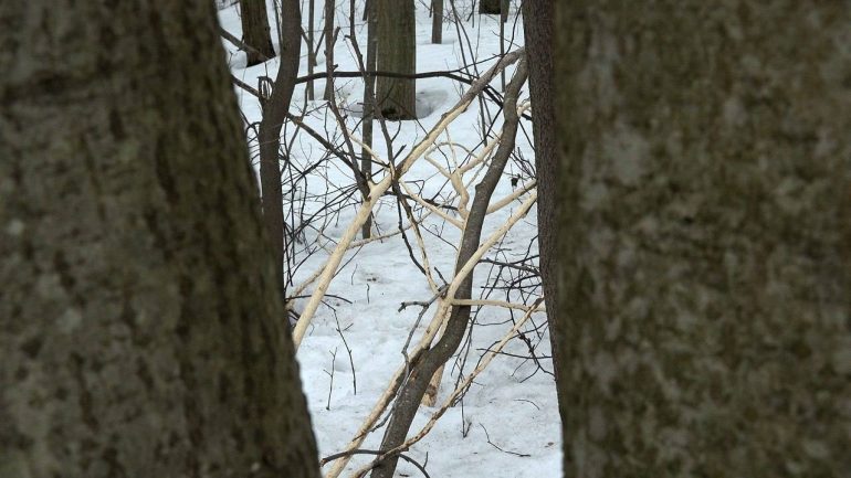 В Ленобласти обнаружена заячья столовая