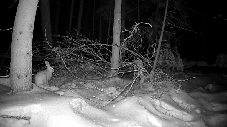 В Ленобласти обнаружена заячья столовая