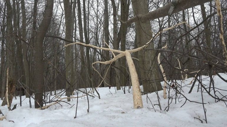 В Ленобласти обнаружена заячья столовая