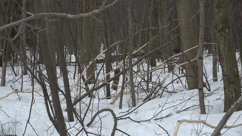 В Ленобласти обнаружена заячья столовая