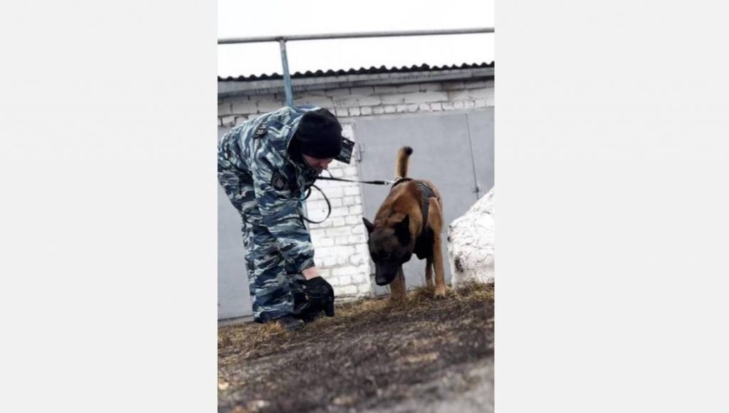 В Каменске-Уральском служебная собака помогла найти подозреваемого в убийстве