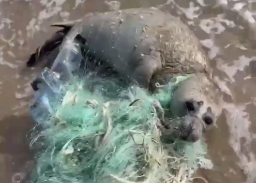 В Дагестане спасли запутавшегося в сети малыша тюленя