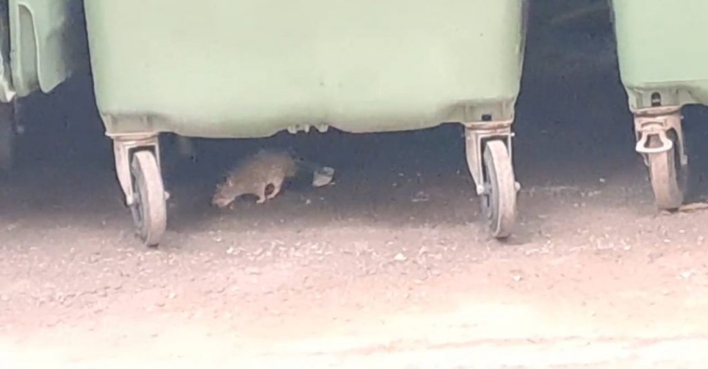 Крысы на Чапаева стали пугливы