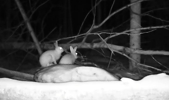 Глазков показал гуляющую ночью в лесу парочку зайцев