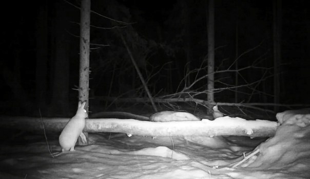 Глазков показал гуляющую ночью в лесу парочку зайцев