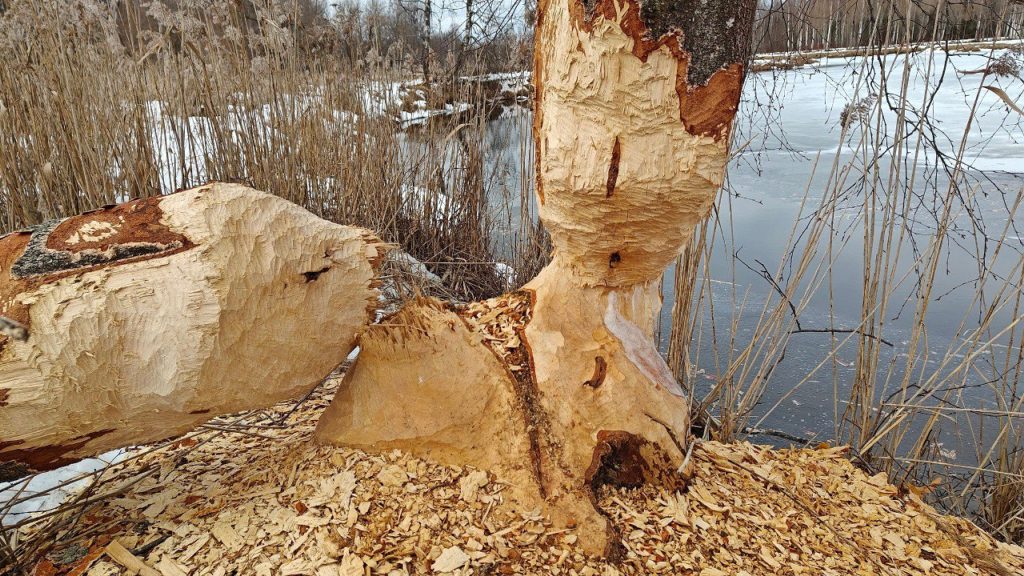 Голодные бобры грызут и валят деревья в Гатчинском парке
