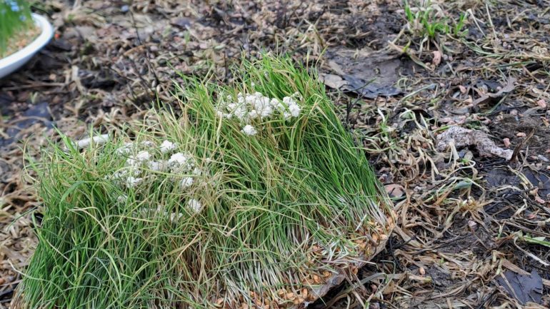 Сквер на Луначарского, 90, превратился в озеро с утками