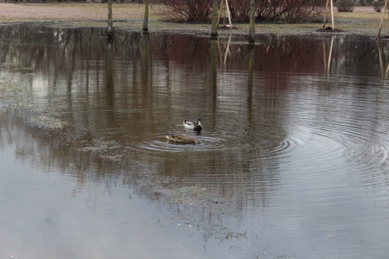 Сквер на Луначарского, 90, превратился в озеро с утками