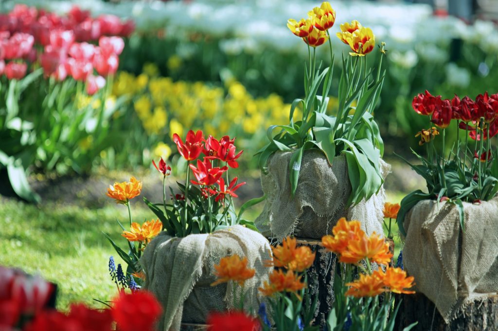 Фестиваль тюльпанов пройдет на Елагином острове 18 и 19 мая