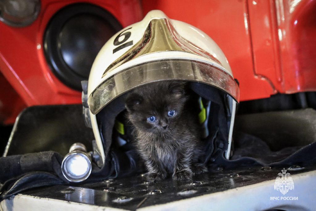 В Перми у пожарных поселился спасенный из огня голубоглазый котенок