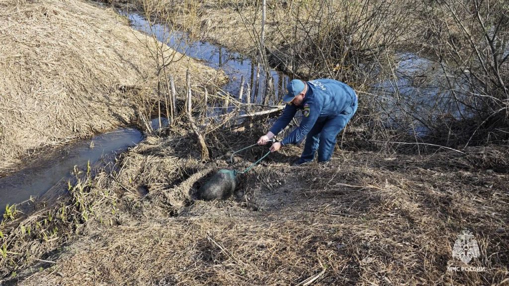 Сотрудники МЧС спасли агрессивного бобра в Тульской области