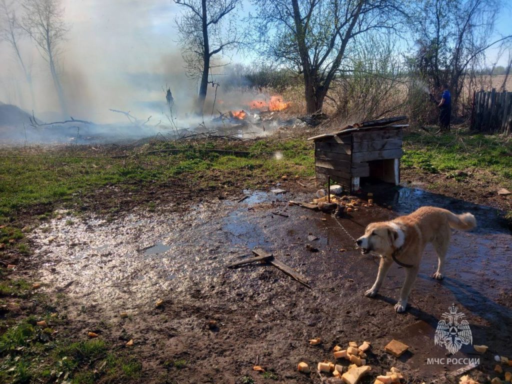 Сотрудники МЧС спасли от пожара привязанную собаку в Псковской области