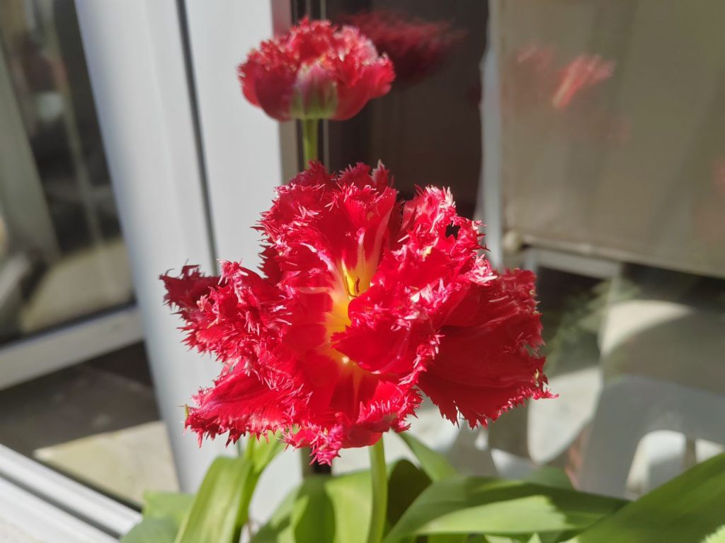 В Мурино на балконе расцвели тюльпаны