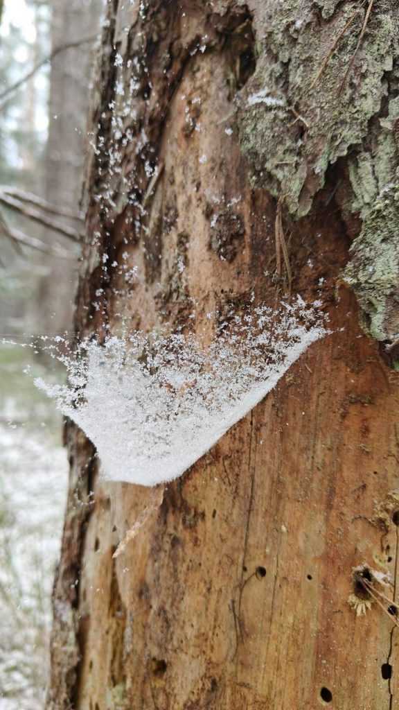 Снежные сети окутали леса Ленобласти