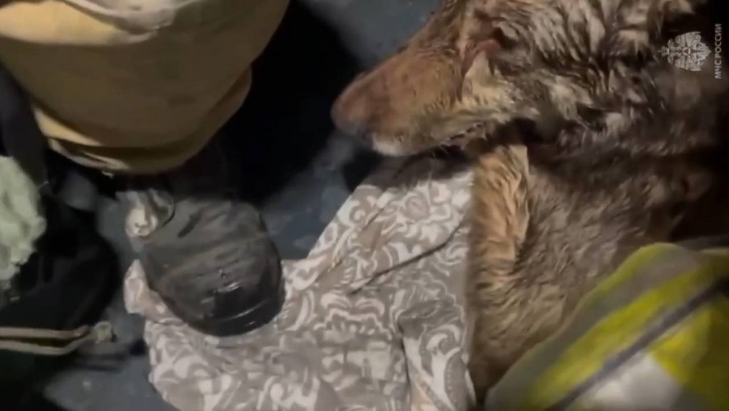 В Ленобласти пожарные спасли собаку из огня